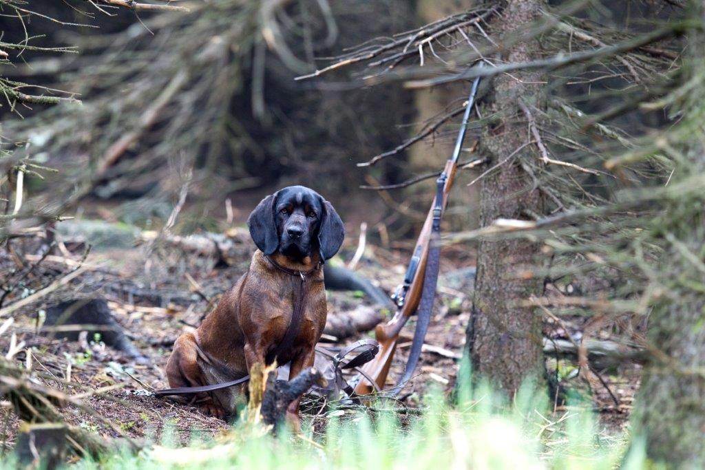 Krusnohorske derby41